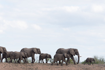 Fototapeta premium Elephant herd, elephant family in the wilderness
