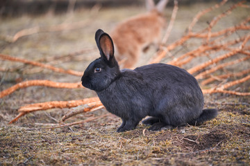Portrait of the beautiful domesticated, cute and fluffy easter black bunny or rabbit on the pasture land or meadow in the garden. Picture taken in Czech republic in spring evening before sunset.