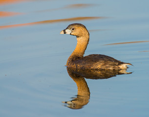 Pied Billeded Grebe