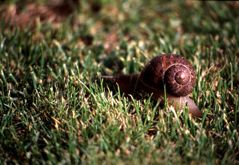 the snail in the grass