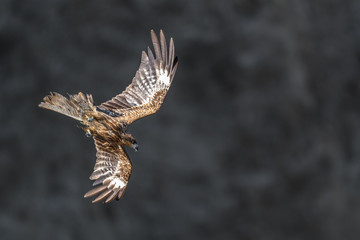 Fototapeta premium Black kite flying in a rift