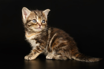 American shorthair cat on colored backgrounds