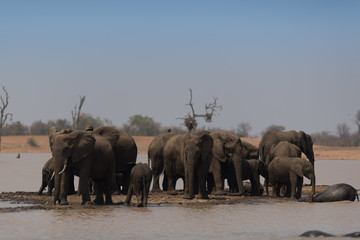 Elephant herd, elephant family in the wilderness © Ozkan Ozmen