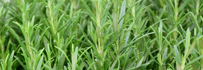 Rosmarin - Textur Banner und Hintergrund