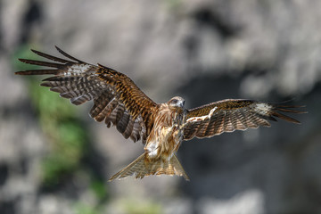 Black kite flying in a rift