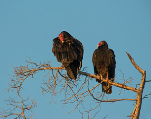 Two Turkey Vultures perched on a branch