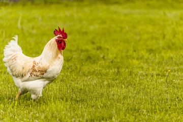 cock and hen