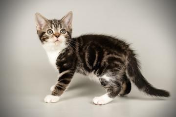 American shorthair cat on colored backgrounds