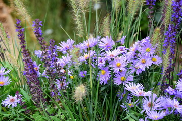 Herbstblumen in Lila und Violett - Astern und Lavendel 