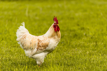 rooster on the farm