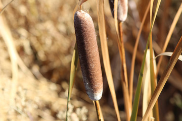 Cattail (CA 06053)