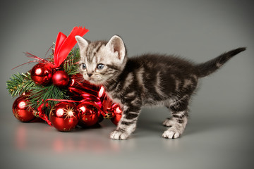 American shorthair cat on colored backgrounds