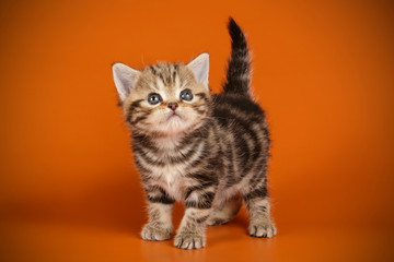 American shorthair cat on colored backgrounds