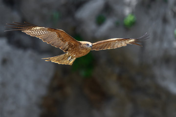 Black kite flying in a rift
