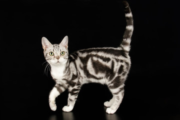 American shorthair cat on colored backgrounds