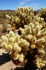 teddy bear cholla -  cactus species in Joshua Tree National Park in  California.