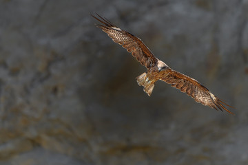 Black kite flying in a rift