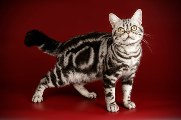 American shorthair cat on colored backgrounds