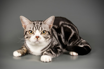 American shorthair cat on colored backgrounds