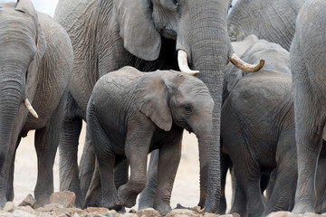 Elephant herd, elephant family in the wilderness © Ozkan Ozmen