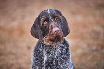 Close up portrait of pointer shorthaired pointer dog, name of the breed is Cesky fousek originaly from Czech republic. One of best dogs and very helpfull for hunting a pheasants, hare or wild ducks. - obrazy, fototapety, plakaty