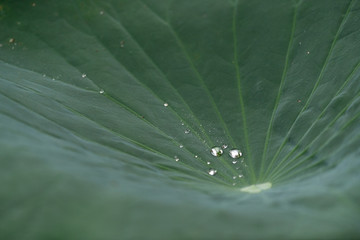 big green lily pad with water on it