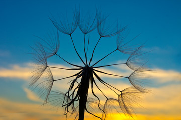 Parachute Tragopogon in evening rays of sun.