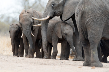 Elephant herd, elephant family in the wilderness