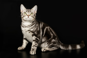American shorthair cat on colored backgrounds