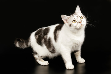 Fototapeta na wymiar American shorthair cat on colored backgrounds