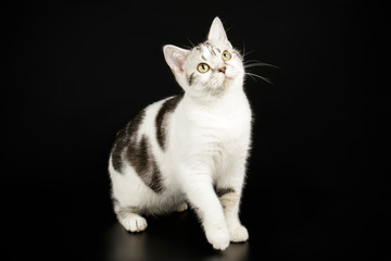American shorthair cat on colored backgrounds