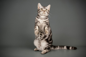 American shorthair cat on colored backgrounds