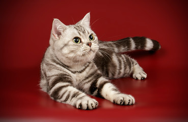 American shorthair cat on colored backgrounds