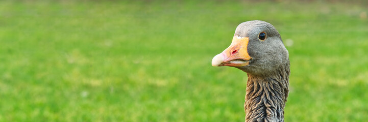 Portret of Wild grey goose on green grass background, close up with copy space