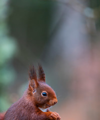 Naklejka na ściany i meble Red squirrel or Eurasian red squirre - ARDILLA ROJAl (Sciurus vulgaris)