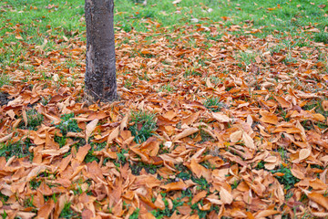 OTOÑO PIEDRAHITA AVILA CASTILLA PARQUE