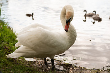 Beautiful white swan on the lake. Cleans wings