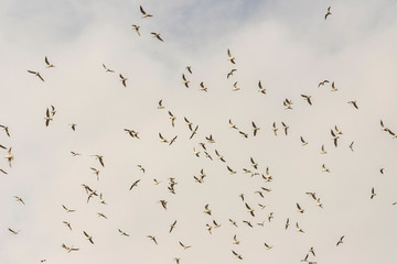 Birds in flight, freedom. Silhouette. Flock of birds.