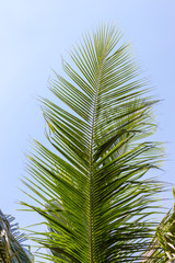Fototapeta premium Close-up of green palm leaves agains a clear blue sky on a sunny day.