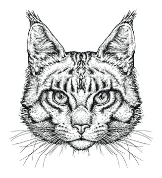 Hand drawn portrait of cute Cat . Vector illustration isolated on white