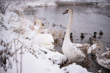 Swans on the lake, with chicks, in the winter.