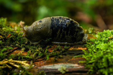 banana slug