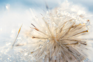 Winter tenderness. Fluffy frozen dandelion and snowflakes. Winter romantic card