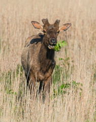 A Bull Elk in the Wichita Mountains
