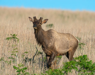 A Bull Elk in the Wichita Mountains