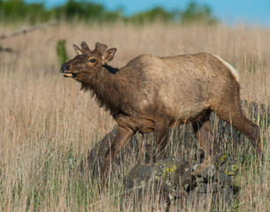 A Bull Elk in the Wichita Mountains
