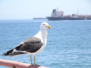 Fototapeta na wymiar seagulls at Caleta Portales in Valparaiso Chile