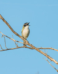 Black capped Vireo