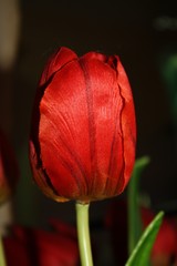 red tulip