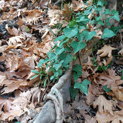 fresh green leaves in dried leaves